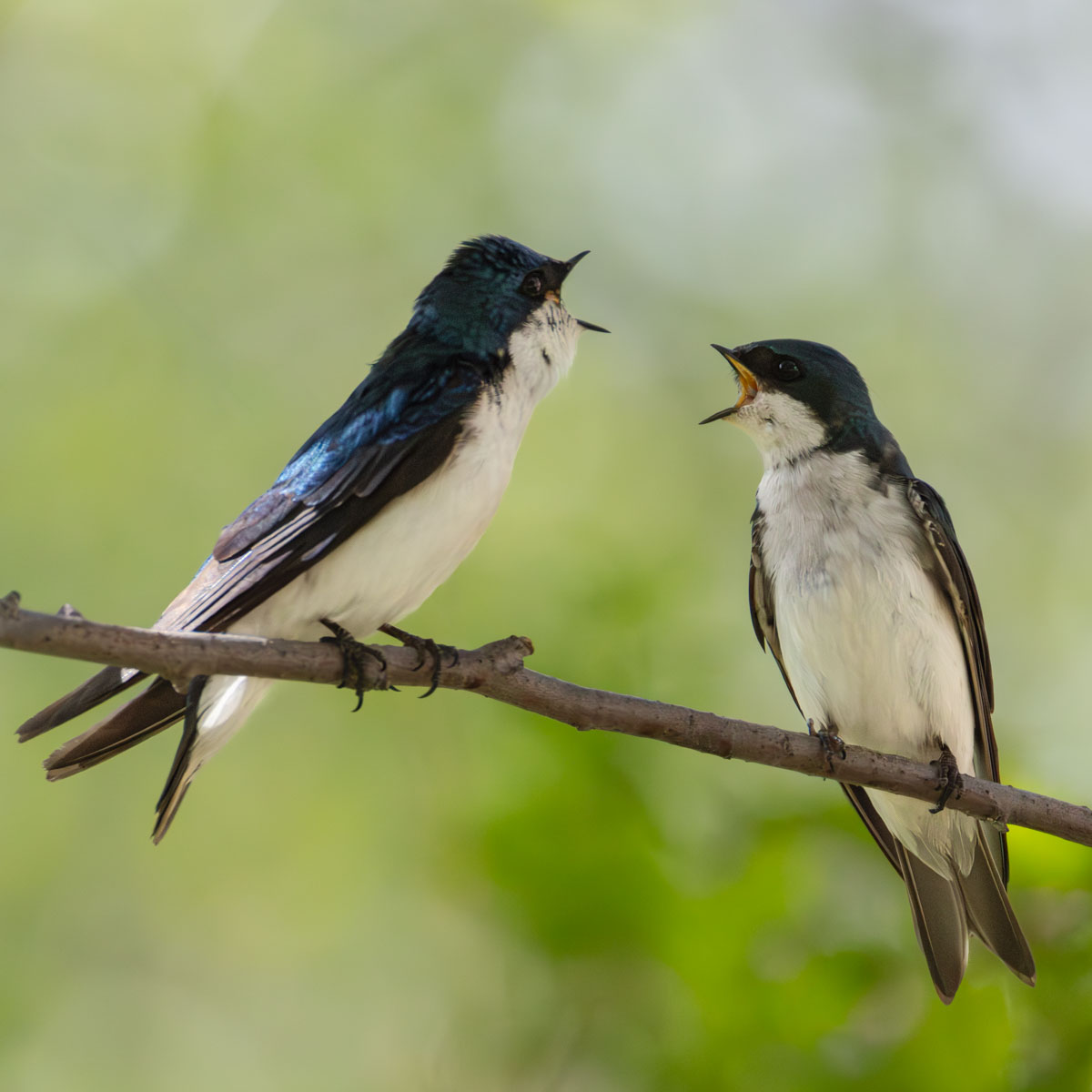 File Upload from your device, properly sized as above, and in the proper name format, as above: Disagreement-by-Ralph-Delamarter-2025-06-T