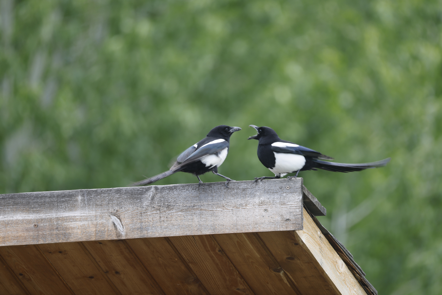 File Upload from your device, properly sized as above, and in the proper name format, as above: Felix-and-Oscar-by-Kenneth-Meyer-2025-05-T