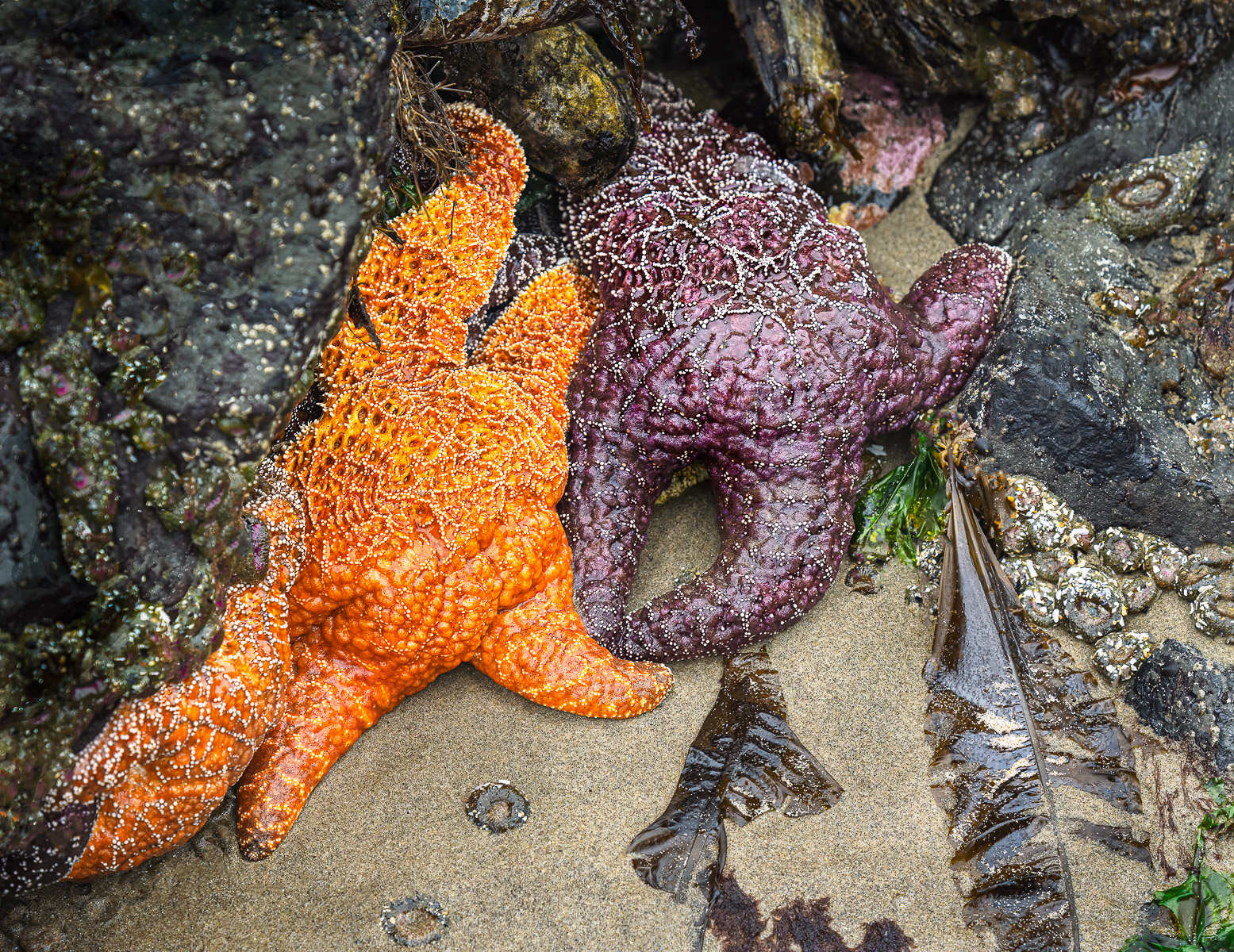 File Upload from your device, properly sized as above, and in the proper name format, as above: Low-Tide-by-John-Stewart-2025-05-T