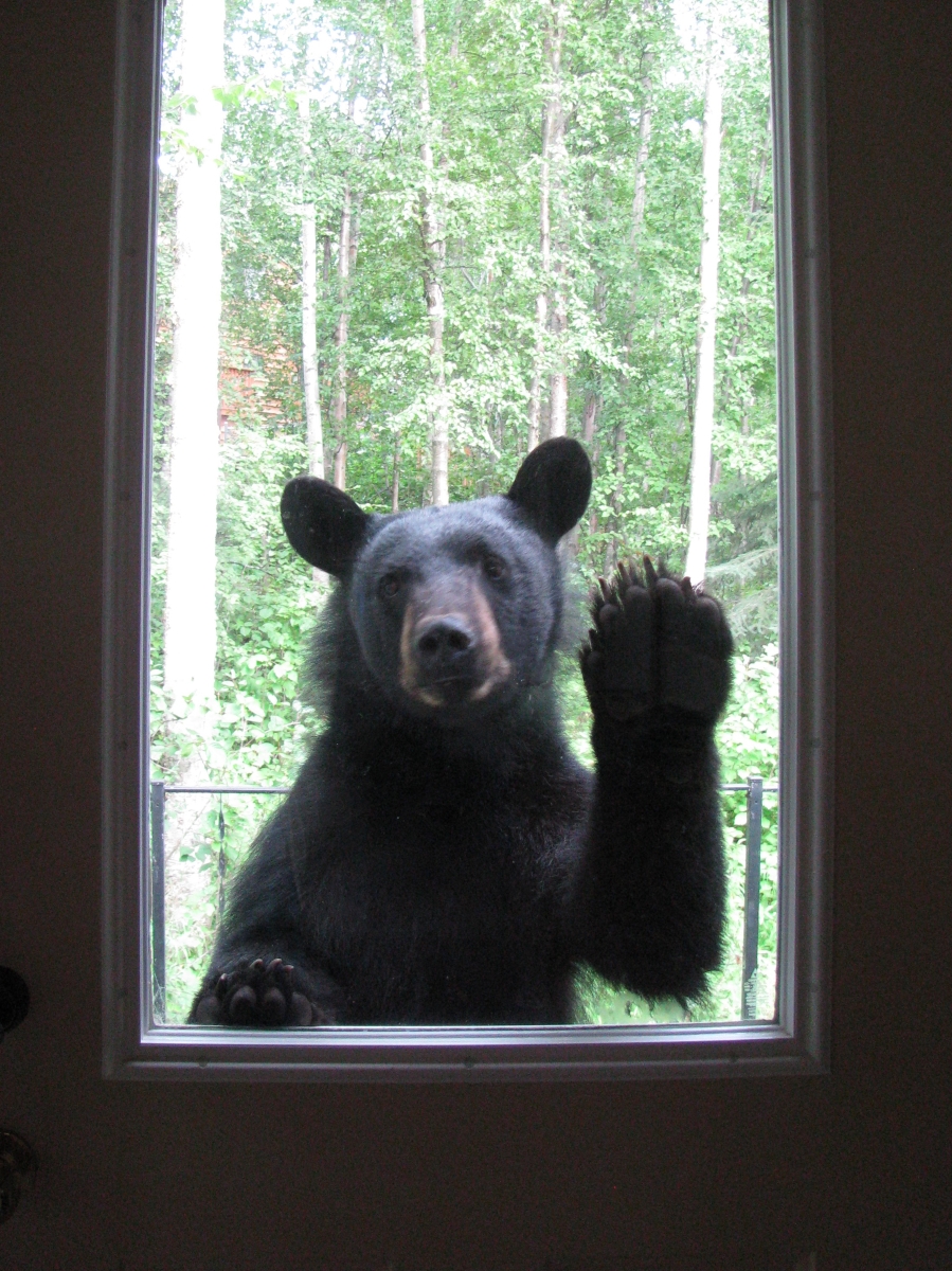 File Upload from your device, properly sized as above, and in the proper name format, as above: Anybody-Home-by-S-Teague-2025-07-T