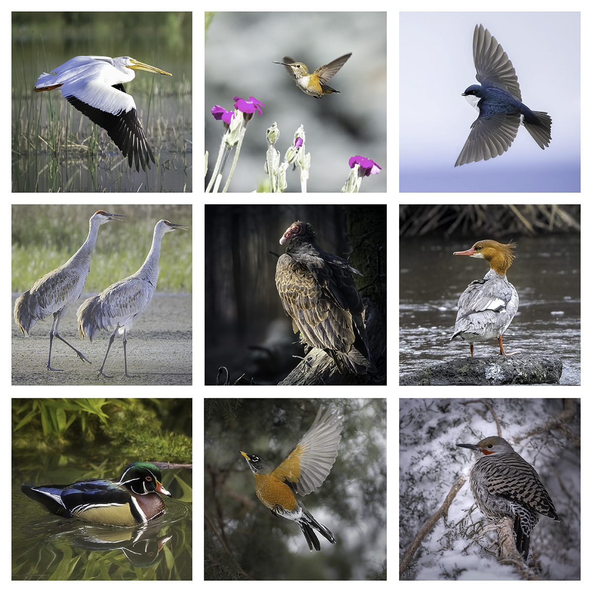 File Upload from your device, properly sized as above, and in the proper name format, as above: Framed-Bird-Collage-by-Blanche-Feekes-2025-07-T