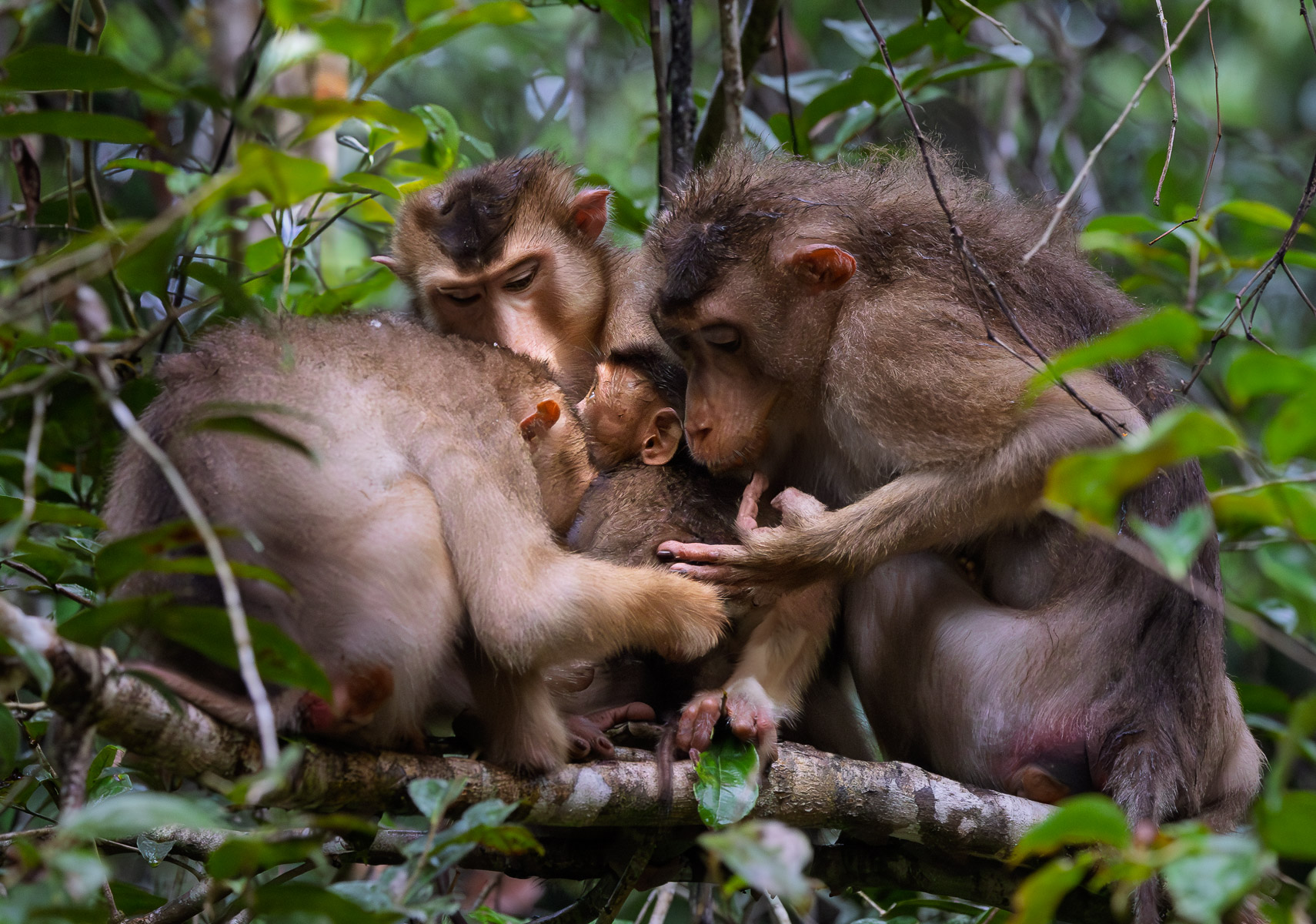 File Upload from your device, properly sized as above, and in the proper name format, as above: Framed-by-Family-by-Todd-Towell-2025-07-T