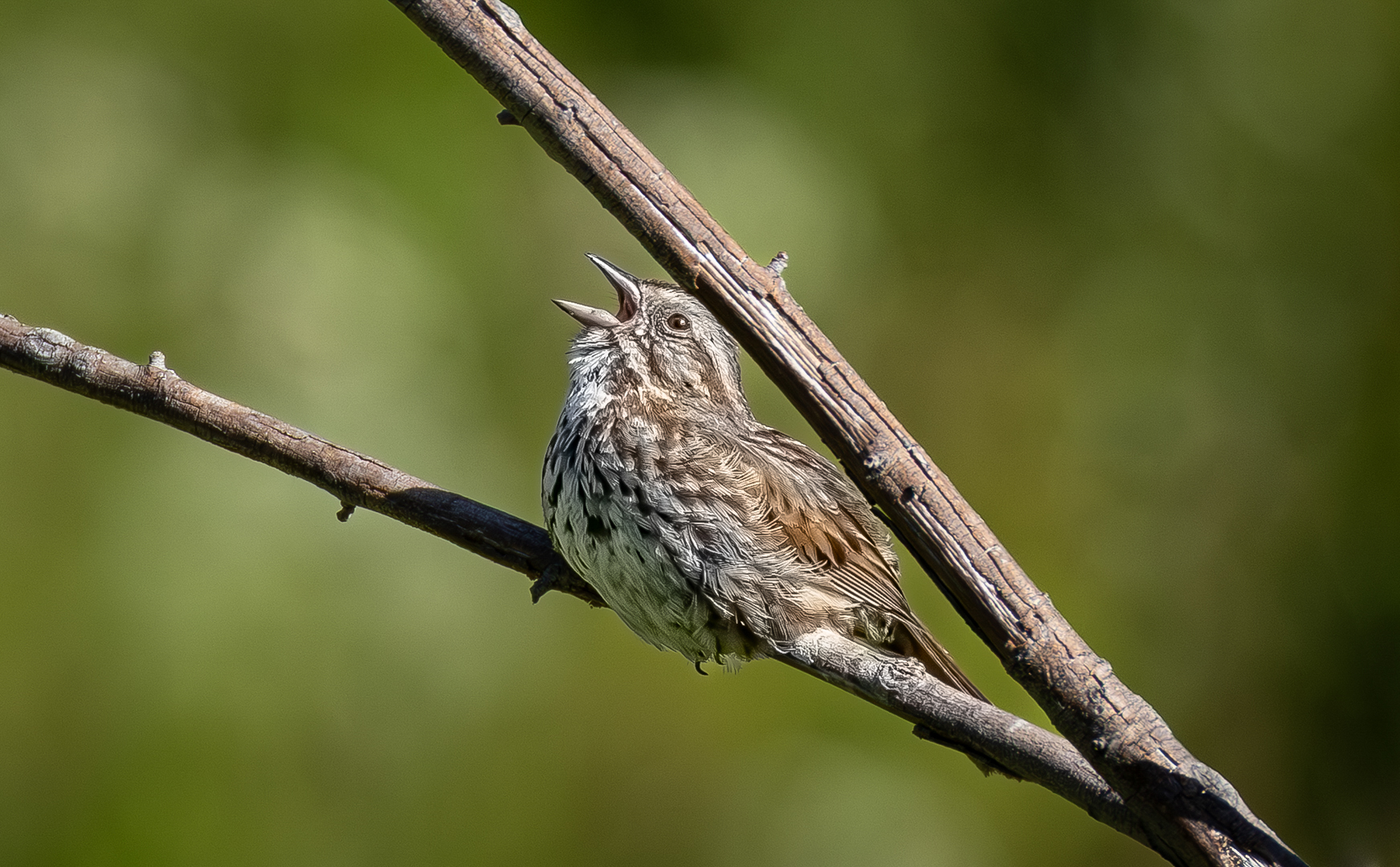 File Upload from your device, properly sized as above, and in the proper name format, as above: Pitch-Perfect-by-Jim-St.John-2025-06-T