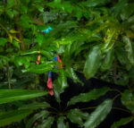 File Upload from your device, properly sized as above, and in the proper name format, as above: Camouflaged-by-Dan-Schafer-2025-08-T