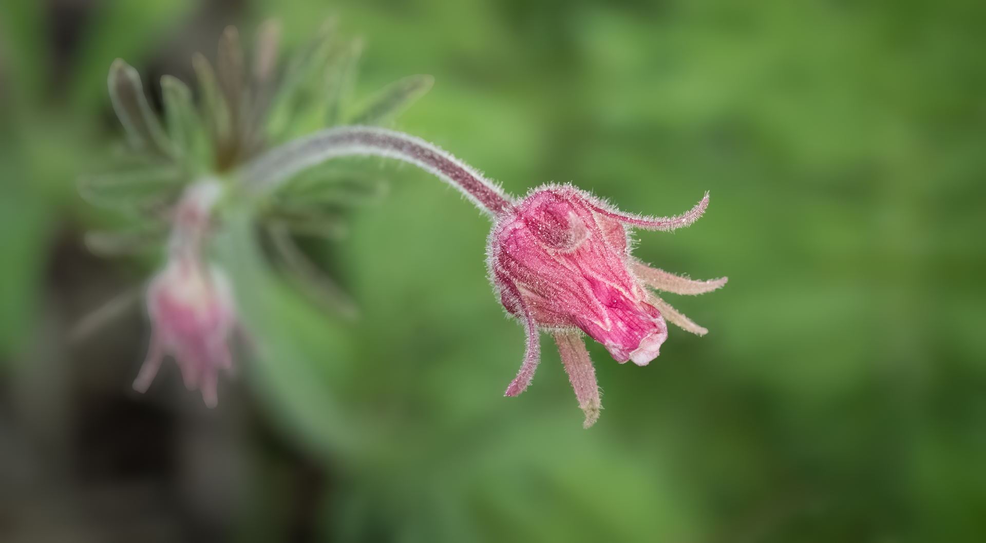 File Upload from your device, properly sized as above, and in the proper name format, as above: Focus-Frame-by-John-Williams-2025-07-T