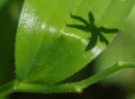File Upload from your device, properly sized as above, and in the proper name format, as above: Hint-of-a-flower-by-L-Teague-2025-08-T