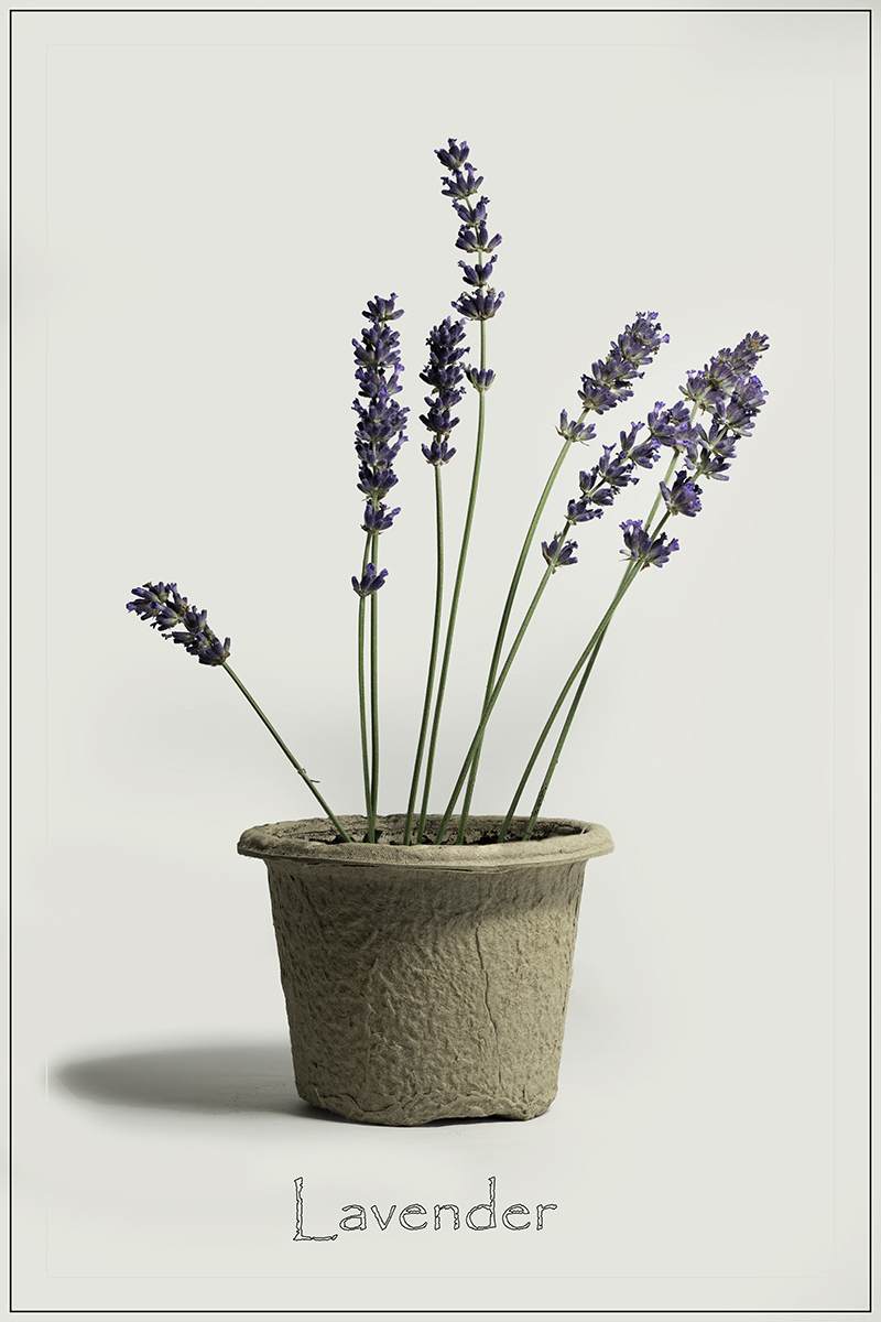 File Upload from your device, properly sized as above, and in the proper name format, as above: Lavender-by-Blanche-Feekes-2025-08-T