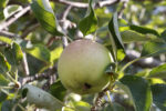 File Upload from your device, properly sized as above, and in the proper name format, as above: Apple-by-Kenneth-Meyer-2025-8-T