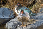 File Upload from your device, properly sized as above, and in the proper name format, as above: Invasive-Species-by-James-Dunn-2025-10-T