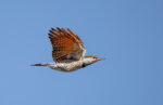 File Upload from your device, properly sized as above, and in the proper name format, as above: Flicker-in-Flight-by-Jim-StJohn-2025-10-O.jpg
