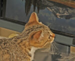 File Upload from your device, properly sized as above, and in the proper name format, as above: Photo-Editor-By-Kenneth-Meyer-2011-9-T