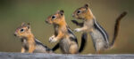 File Upload from your device, properly sized as above, and in the proper name format, as above: Simon-Theodore-and-Alvin-by-Dan-Schafer-T-2025-11
