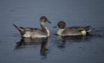 File Upload from your device, properly sized as above, and in the proper name format, as above: Heads-or-Tails-by-Jim-StJohn-2025-12-T.jpg