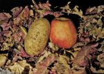 File Upload from your device, properly sized as above, and in the proper name format, as above: Pommes-de-Terre-by-Jack-Schade-2025-12-T