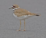 File Upload from your device, properly sized as above, and in the proper name format, as above: A-Simple-Killdeer-by-Mike-Gallagher-2026-1-T