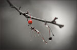 File Upload from your device, properly sized as above, and in the proper name format, as above: After-A-Rain-by-Jack-Schade-2026-1-T