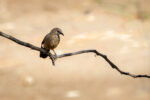 File Upload from your device, properly sized as above, and in the proper name format, as above: Arrow-Marked-Babbler-By-Todd-Towell-2026-01-T