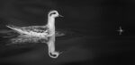 File Upload from your device, properly sized as above, and in the proper name format, as above: Desaturated-Silence-by-John-Williams-2026-01-T