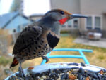 File Upload from your device, properly sized as above, and in the proper name format, as above: Flicker-at-the-Feeder-by-Steve-Peters-2026-01-T
