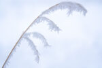 File Upload from your device, properly sized as above, and in the proper name format, as above: Hoarfrost-on-Cheatgrass-in-Fog-by-Ric-Ergenbright-2026-01-T