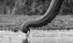 File Upload from your device, properly sized as above, and in the proper name format, as above: A-sip-from-the-pans-perspective-By-Todd-Towell-2026-02-T