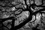 File Upload from your device, properly sized as above, and in the proper name format, as above: Branches-to-the-Sky-by-Mike-Norkitis-2026-02-T