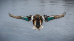 File Upload from your device, properly sized as above, and in the proper name format, as above: Flaps-Down-For-Landing-by-Brian-Russell-2026-02-T