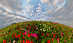 File Upload from your device, properly sized as above, and in the proper name format, as above: Planet-Zinnia-by-Steve-Peters-2026-02-T
