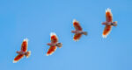 File Upload from your device, properly sized as above, and in the proper name format, as above: Pink-Cockatoos-by-Dan-Schafer-2026-03-T